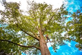 How Our Tree Care Process Works  in  Solon, IA