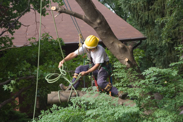 Reliable Solon, IA Tree Removal Services Solutions